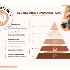 La pyramide de Maslow pour chien, illustrant ses besoins fondamentaux : physiologiques, sécurité, sociaux, estime et utilité.