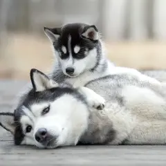 Un adorable chiot husky de 2 mois se repose sur sa mère, leurs fourrures grises et blanches se mêlant.