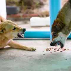 Deux chiens se battent par jalousie pour quelques croquettes. Leurs babines retroussées révèlent leurs crocs acérés.