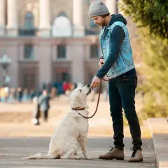 Un homme fait du dressage chien avec son golden retriever en extérieur. Le chien est assis, attentif, et reçoit une friandise.
