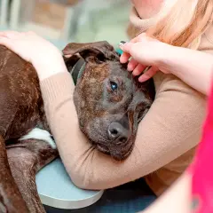 Un chien au pelage tigré, visiblement affaibli, repose dans les bras d'une personne. Un autre individu lui caresse la tête, offrant un dernier réconfort à ce chien cancer phase terminale.