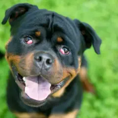 Un chien rottweiler avec des yeux rouges, comme des cerises, regarde la caméra avec sa langue sortie.