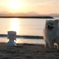 Un adorable petit chien blanc sur une plage de Fréjus, au coucher du soleil. À ses côtés, un buste antique.