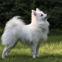 Un magnifique volpino italien blanc, au poil soyeux, se tient fièrement sur l'herbe verte, le regard tourné vers le ciel.