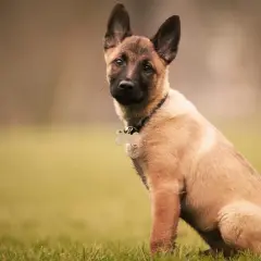 Adorable chiot malinois de 2 mois, assis dans l'herbe, avec ses grandes oreilles dressées et un regard curieux.