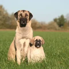 Un grand berger d'Anatolie et son chiot assis dans l'herbe. Malgré leur apparence imposante, ces chiens ne sont pas dangereux s'ils sont bien éduqués.