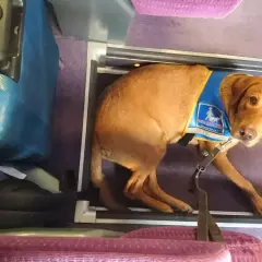 Un chien guide patient attend sagement dans un compartiment, prêt pour un long trajet en voiture.