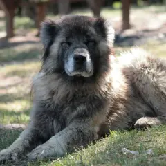 Un majestueux berger du Caucase, au pelage épais, se repose paisiblement sur l'herbe, profitant de l'ombre.