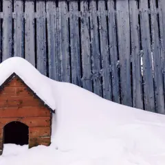 Une niche de chien en bois, recouverte de neige, se dresse devant une clôture en bois usée. L'isolation de cette niche de chien est assurée par la neige épaisse.