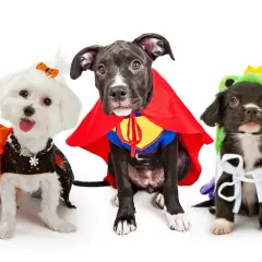 Trois adorables chiots en déguisement chien : un super-héros, une créature verte et une petite sorcière.