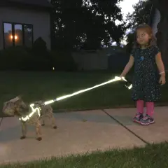 Une petite fille promène son chien, visiblement en soirée. Le chien porte un harnais réfléchissant qui brille intensément, assurant sa visibilité.