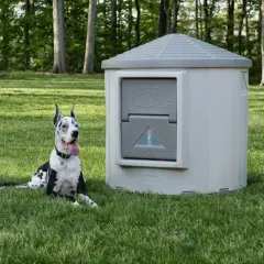 Un grand Dogue Allemand noir et blanc se repose à côté d'un igloo pour chien, prêt à y faire la sieste.