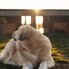 Un grand chien blanc se repose devant un abri, profitant du soleil couchant. Un hébergement insolite avec animaux, où la nature règne.