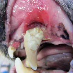 Gros plan sur la gueule d'un chien âgé, montrant des gencives enflammées et une dent cariée. La perte de dents chez un vieux chien peut survenir à tout âge.