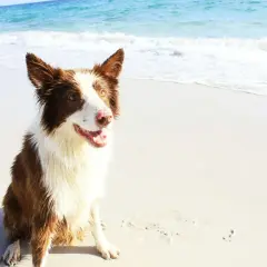 Un chien marron et blanc, heureux, assis sur la plage de Pornic, avec l'océan bleu en arrière-plan.
