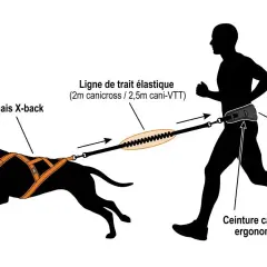 Illustration d'un coureur et d'un chien reliés par une ceinture et laisse canicross. Le harnais X-back du chien est connecté à la ligne de trait élastique, elle-même attachée à la ceinture canicross ergonomique du coureur.