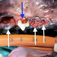 Bouche d'un chien avec gencives enflammées et une dent qui bouge. Que faire ? Consultation vétérinaire urgente.