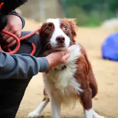 Un chien au regard effrayé, peut-être suite à un traumatisme lié à un avion, est réconforté par une main.