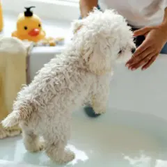 Un petit chien blanc tout frisé est sur le point de prendre son bain. Une main le caresse doucement. La douchette chien est prête pour le nettoyage.