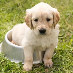 Un adorable chiot golden retriever, prêt à adopter, est assis dans une gamelle sur l'herbe.