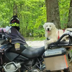 Un chien golden retriever est prêt pour le transport en moto, confortablement installé sur le porte-bagages arrière.