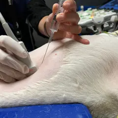 Vétérinaire réalisant une ponction abdominale guidée par échographie chez un chien pour diagnostiquer une péritonite.