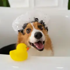Un adorable corgi, coiffé d'un bonnet de bain, attend son tour dans le bac à lavage pour chien, un canard en plastique jaune à ses côtés.