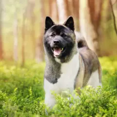 Un akita américain, imposant par son poids, sourit dans une forêt verdoyante.