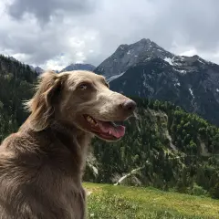 Un chien weimaraner, le regard vif, profite d'une vue imprenable sur les montagnes. Il semble prêt à explorer, se demandant combien de km peut marcher un chien par jour.