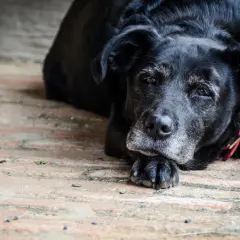 Un vieux chien noir, peut-être atteint d'alzheimer, repose la tête sur ses pattes, le regard perdu.