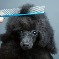 Un peigne à puce pour chien démêle la fourrure d'un caniche noir.