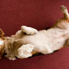 Un chien dort sur le dos, pattes en l'air, sur un tapis rouge. Il semble très détendu et heureux.