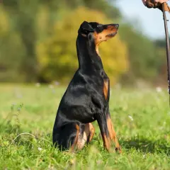 Un Doberman noir et brun, tel un chien alpha, est assis dans l'herbe, attendant patiemment les ordres de son maître.