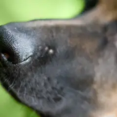 Gros plan sur le museau d'un chien, avec son œil brun visible en arrière-plan flou. Le nez est humide et texturé, prêt à explorer le monde.