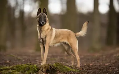 Un magnifique malinois catégorie, debout dans une forêt, le regard alerte.
