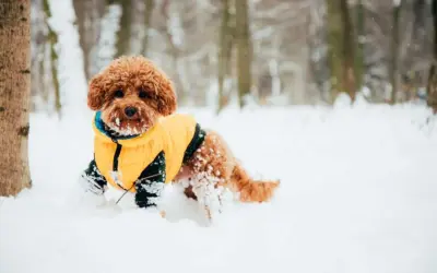 Chiot tout doux en manteau jaune, couvert de neige, explorant un paysage hivernal.