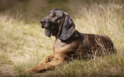 Un chien de sang chasse, couché dans l'herbe sèche, le regard attentif.