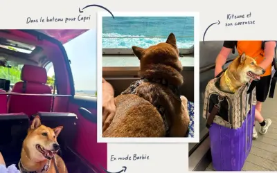 Chien Shiba Inu en voyage en Italie, profitant du bateau pour Capri. La nouvelle loi sur les chiens en Italie semble bien accueillie par ce voyageur canin.