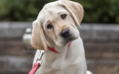 Un adorable chiot Labrador crème, prêt pour son temps de promenade, incline la tête avec curiosité. Il porte un collier rouge vif et une laisse.