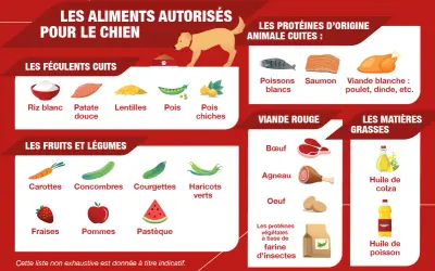 Guide pour cuisiner pour son chien : féculents, fruits, légumes, viandes et poissons autorisés.