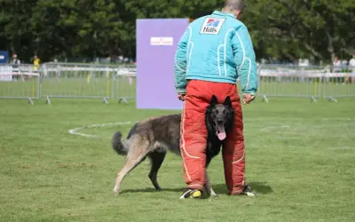 Entraînement de chien de protection. Le chien, dont le mordant est interdit, joue avec son maître en tenue de protection.