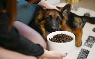 Berger allemand chiot devant sa gamelle. La question "croquette chiot jusqu'à quel âge" est au cœur de cette scène.