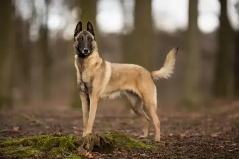 Un magnifique malinois catégorie, debout dans une forêt, le regard alerte.