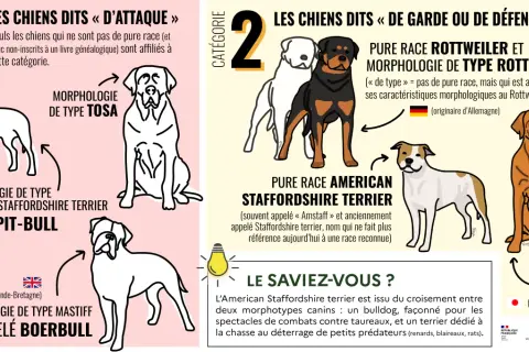 Illustration de chiens de différentes morphologies, dont certains peuvent être considérés comme un croisement chien dangereux, classés en catégories "d'attaque" et "de garde ou de défense".