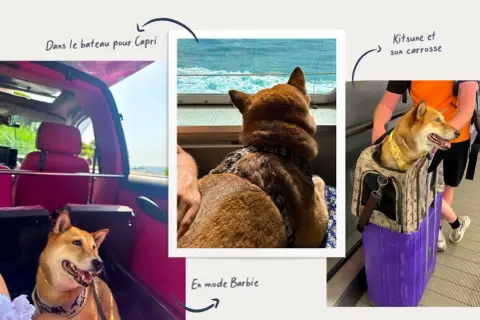 Chien Shiba Inu en voyage en Italie, profitant du bateau pour Capri. La nouvelle loi sur les chiens en Italie semble bien accueillie par ce voyageur canin.