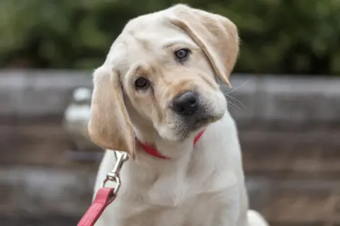 Un adorable chiot Labrador crème, prêt pour son temps de promenade, incline la tête avec curiosité. Il porte un collier rouge vif et une laisse.