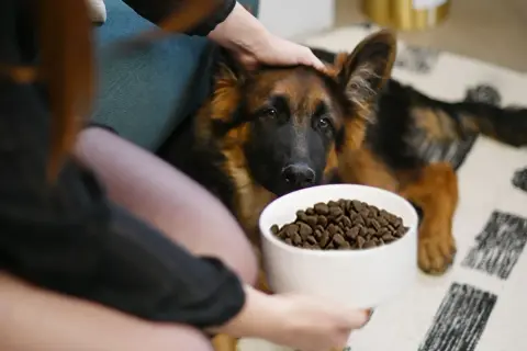 Berger allemand chiot devant sa gamelle. La question "croquette chiot jusqu'à quel âge" est au cœur de cette scène.