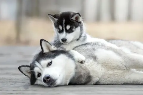 Un adorable chiot husky de 2 mois se repose sur sa mère, leurs fourrures grises et blanches se mêlant.