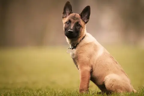 Adorable chiot malinois de 2 mois, assis dans l'herbe, avec ses grandes oreilles dressées et un regard curieux.