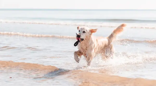 Un golden retriever joueur court dans les vagues sur la plage des chiens à La Grande-Motte, une corde dans la gueule.